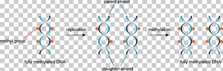 DNA Methylation: Basic Mechanisms Epigenetics PNG, Clipart, Angle, Circle, Cytosine, Diagram, Dna Free PNG Download