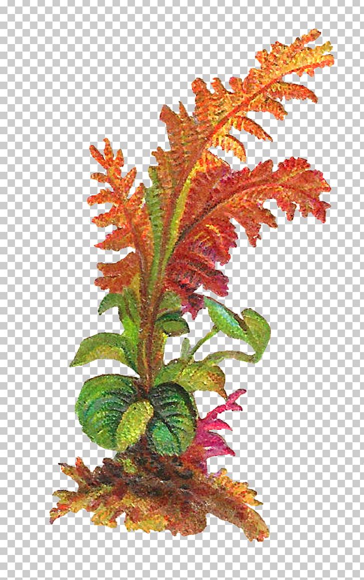 Leaf Plant PNG, Clipart, Antique, Aquarium Decor, Art, Autumn Leaf Color, Botanical Free PNG Download