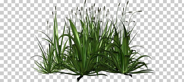 Herbaceous Plant Photography Others PNG, Clipart, Cim, Digital Image, Drawing, Flower, Google Docs Free PNG Download