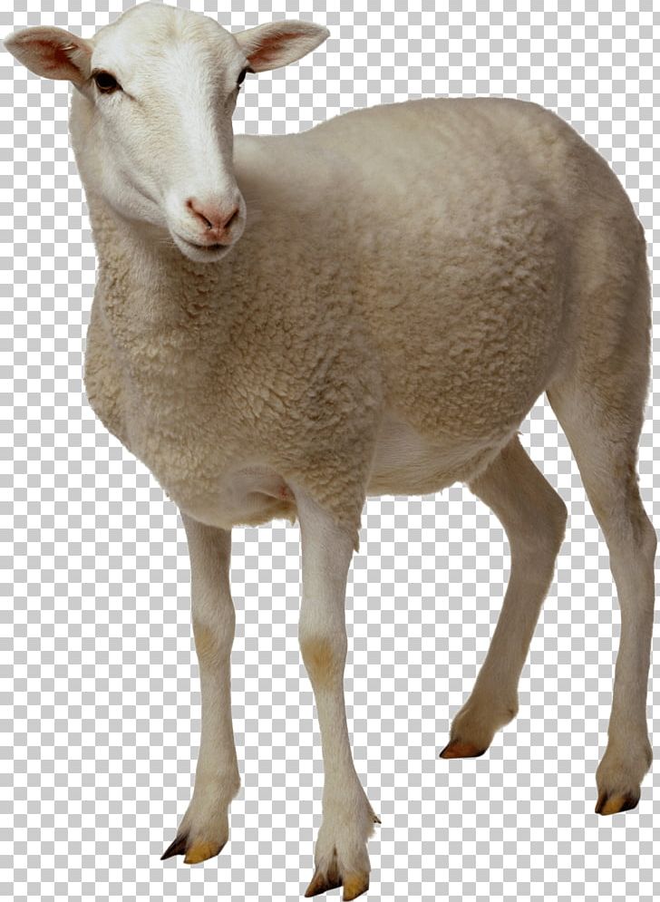 Sheep Looking PNG, Clipart, Animals, Sheep Free PNG Download