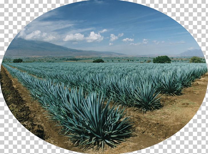 Tequila Mezcal Agave Azul Agave Nectar Agave Salmiana PNG, Clipart, Agave, Agave Azul, Agave Nectar, Agave Salmiana, Commodity Free PNG Download