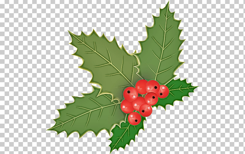 Holly PNG, Clipart, American Holly, Berry, Chinese Hawthorn, Currant, Flower Free PNG Download
