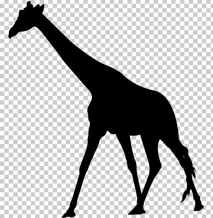 Giraffe Okapi Africa Wall Decal Leopard PNG, Clipart, African Animals, Animal, Animals, Black And White, Cheetah Free PNG Download