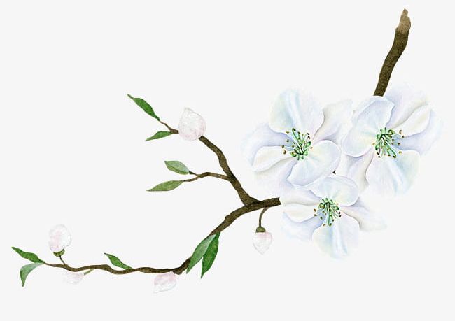White Flowers And Leaves PNG, Clipart, Branches, Decoration, Diagram, Flowers, Flowers Clipart Free PNG Download