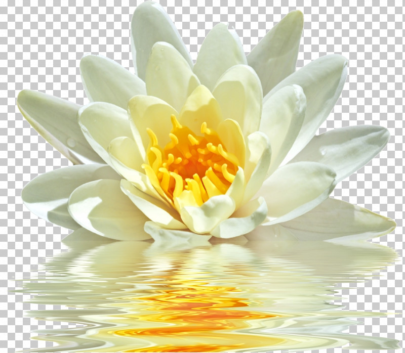 Lotus PNG, Clipart, Aquatic Plant, Flower, Fragrant White Water Lily, Lotus, Lotus Family Free PNG Download