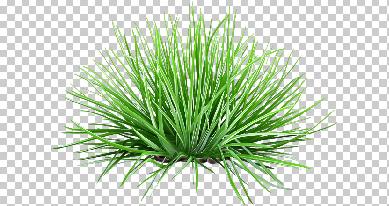 Vetiver Commodity Wheatgrass Sweet Grass Chrysopogon PNG, Clipart, Chrysopogon, Commodity, Grasses, Sweet Grass, Vetiver Free PNG Download