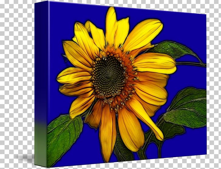 Common Sunflower Sunflower Seed Annual Plant Sunflower M PNG, Clipart, Annual Plant, Common Sunflower, Daisy Family, Flower, Flowering Plant Free PNG Download