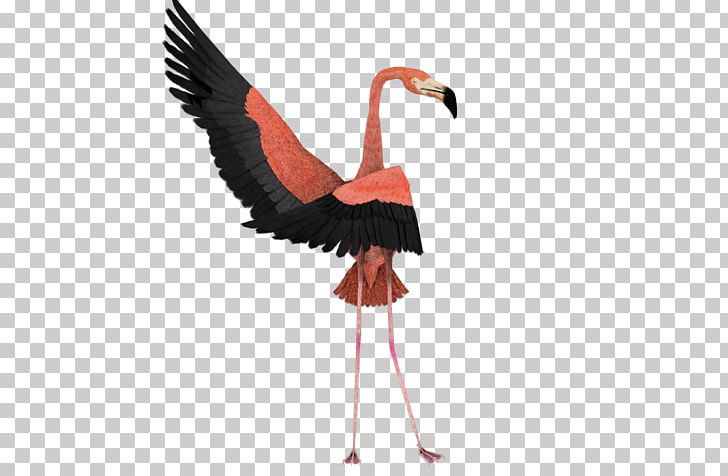 Dance Art Flamingo Bird PNG, Clipart, Art, Artist, Beak, Bird, Cartoon Free PNG Download