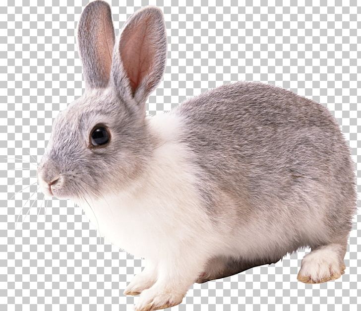 Hare French Lop Easter Bunny Rabbit PNG, Clipart, Akitaclub, Angora Rabbit, Animals, Catsofinstagram, Cottontail Rabbit Free PNG Download