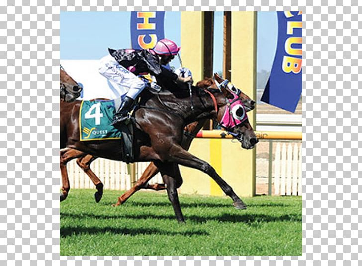 Jockey Horse Merool On The Murray Echuca English Riding PNG, Clipart, Animals, Bridle, Echuca, English Riding, Equestrian Free PNG Download