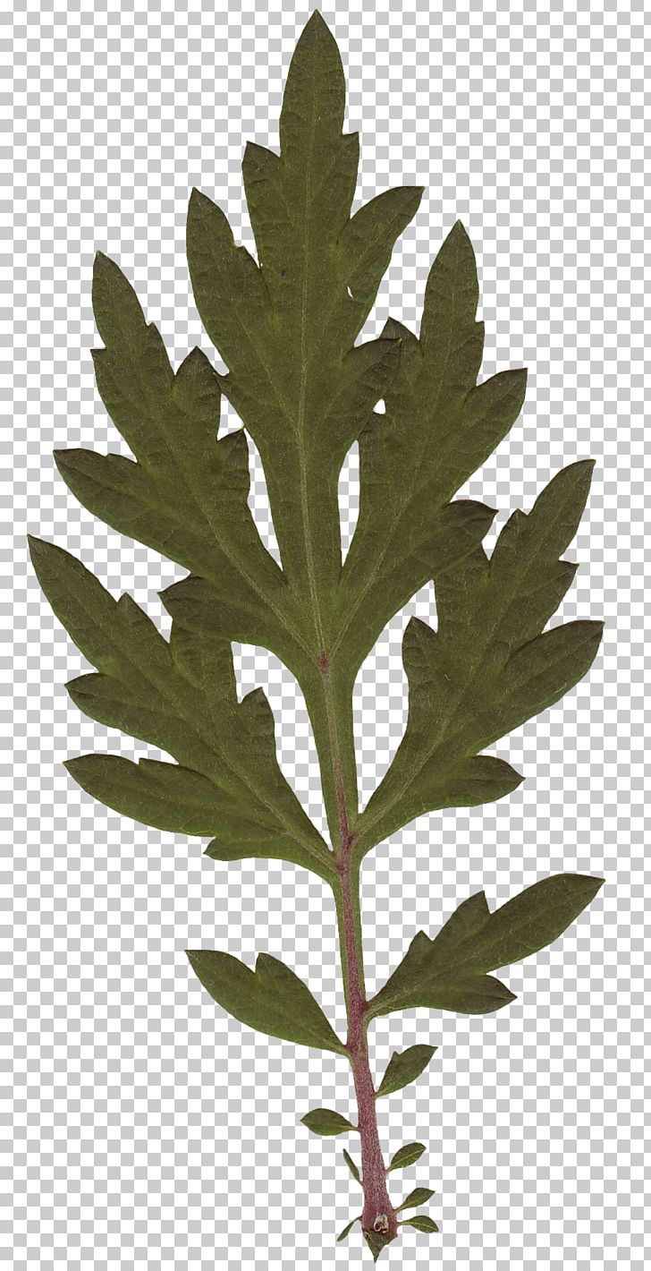 Leaf Plant Stem Tree PNG, Clipart, Leaf, Plant, Plant Stem, Tree Free PNG Download