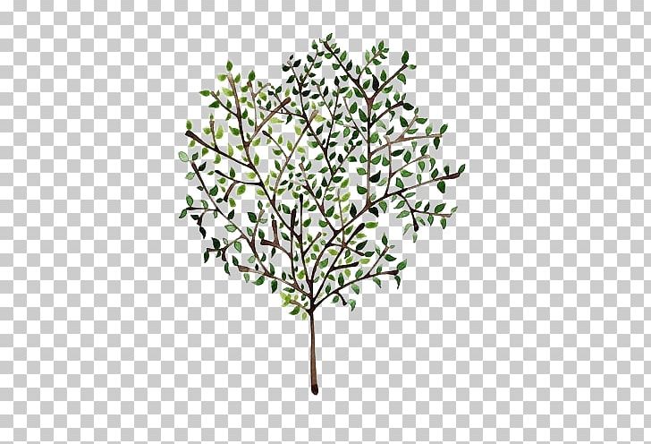 Olive Branch Tree Mediterranean Cuisine Painting PNG, Clipart, Art, Botanical Illustration, Branch, Coloring Book, Flora Free PNG Download