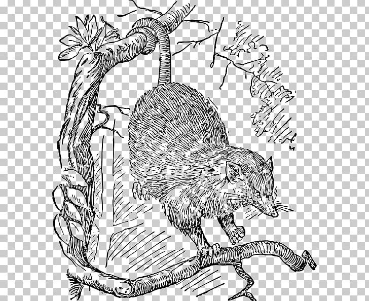 Opossum Phalangeriformes Vertebrate Marsupial PNG, Clipart, Animal, Art, Beaver, Black And White, Carnivoran Free PNG Download