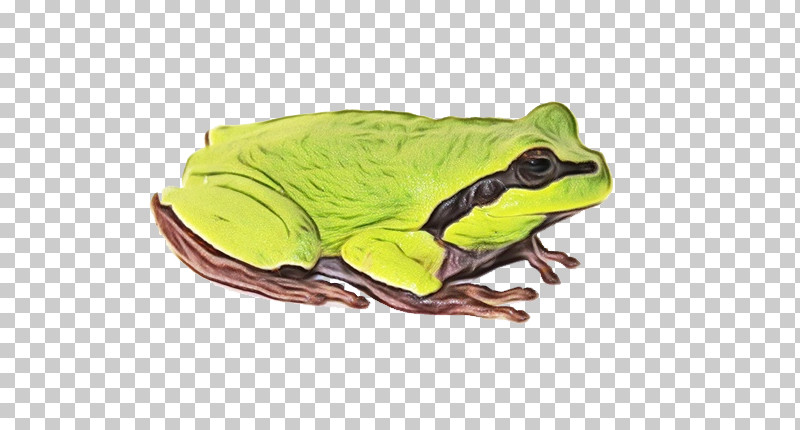 True Frog American Bullfrog Frogs Toad Tree Frog PNG, Clipart, American Bullfrog, Amphibians, Biology, Frogs, Paint Free PNG Download