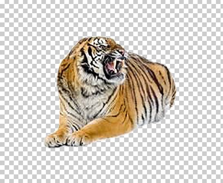 Bengal Tiger Cat Felidae Stock Photography PNG, Clipart, Animals, Big Cats, Carnivoran, Cat Like Mammal, Climbing Tiger Free PNG Download
