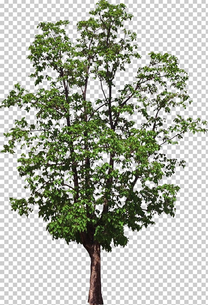 Tree Computer Software PNG, Clipart, Branch, Bushes, Computer Software, Depositfiles, Document File Format Free PNG Download