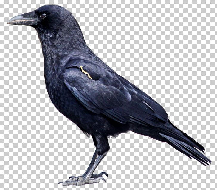 American Crow Bird Hooded Crow Rook New Caledonian Crow PNG, Clipart, Altar, American Crow, Animals, Beak, Bird Free PNG Download