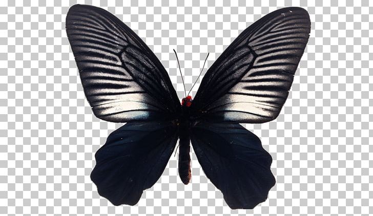 Butterfly Stock Photography Illustration PNG, Clipart, Art, Black, Black Background, Black Board, Black Border Free PNG Download