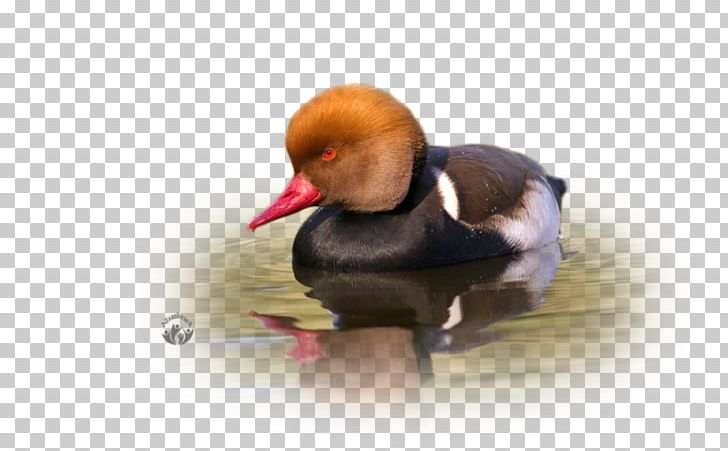 Duck Water Bird Photography Beak PNG, Clipart, 2017, Advertising, Animals, Beak, Bird Free PNG Download