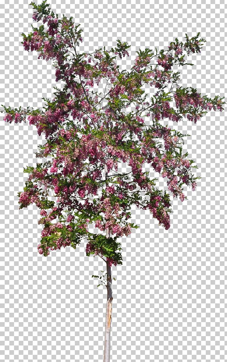 Shrub Twig Tree Plant Stem Flower PNG, Clipart, Blossom, Branch, Branching, Bushes, Flower Free PNG Download