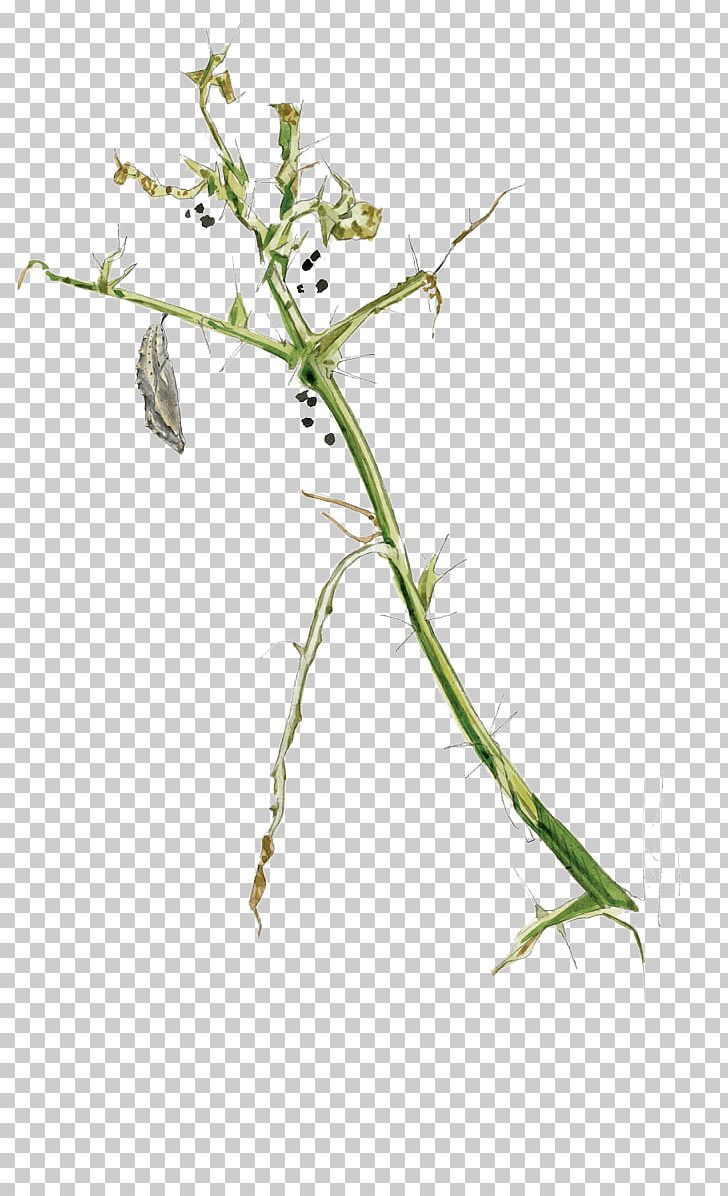 Sweet Grass Twig Plant Stem Leaf Flower PNG, Clipart, Branch, Flora, Flower, Flowering Plant, Grass Free PNG Download