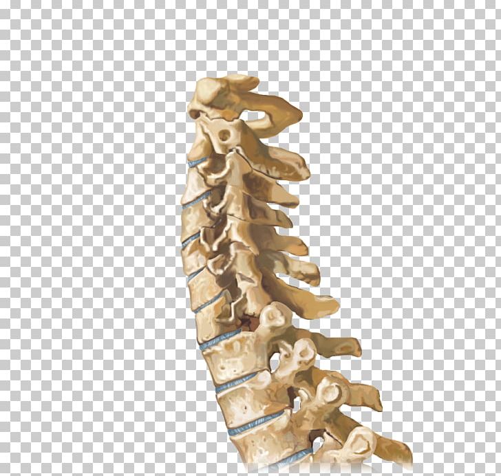 Vertebral Column Sagittal Plane Joint Manipulation Spinal Cord PNG, Clipart, Anatomy, Bone, Cervical Vertebrae, Chiropractic, Human Body Free PNG Download