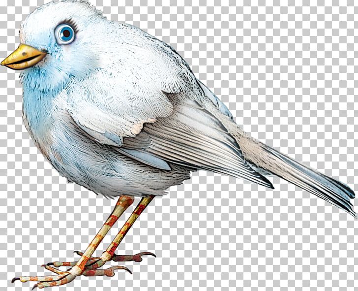 Bird PNG, Clipart, American Sparrows, Animal, Animals, Artwork, Beak Free PNG Download