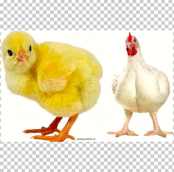 Chicken Broilers Poultry Lohmann Brown Leghorn Chicken PNG, Clipart, Beak, Bird, Brahma Chicken, Broiler, Chicken Free PNG Download