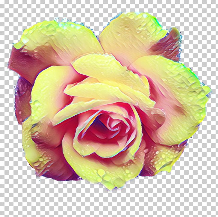 Garden Roses Cabbage Rose Cut Flowers Floral Design PNG, Clipart, Blossom, Bouquet, Closeup, Cut Flowers, Floral Design Free PNG Download