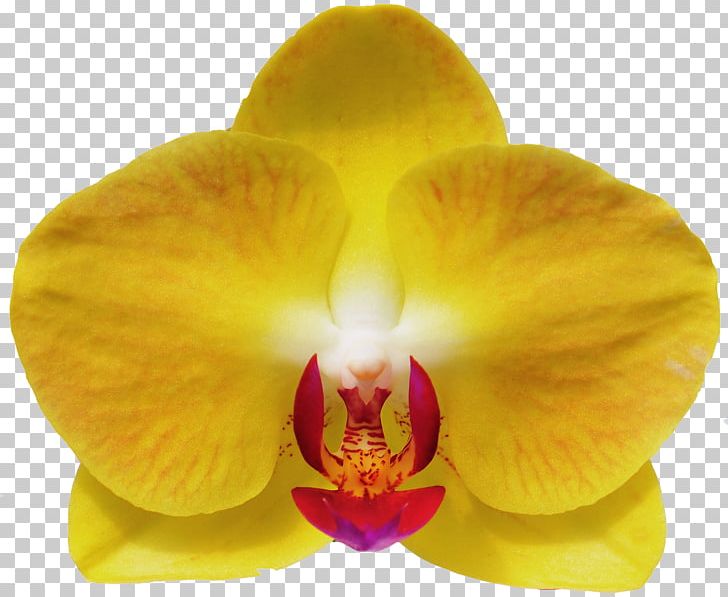 Moth Orchids Cattleya Orchids Close-up PNG, Clipart, Cattleya, Cattleya Orchids, Closeup, Flower, Flowering Plant Free PNG Download