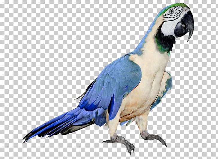 Parrot PNG, Clipart, Parrot Free PNG Download