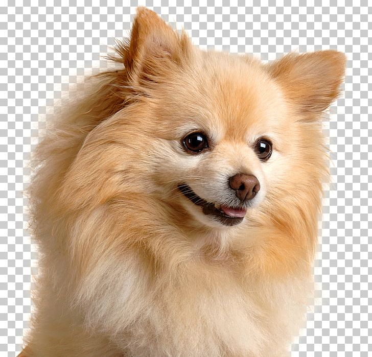 Pomeranian German Spitz Chihuahua Keeshond Puppy PNG, Clipart, Ancient Dog Breeds, Animals, Breed, Carnivoran, Companion Dog Free PNG Download