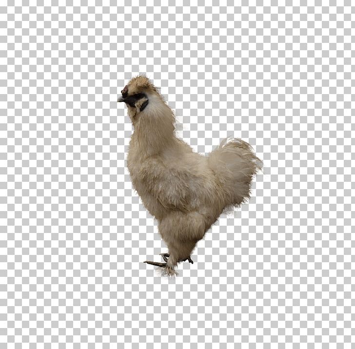 Rooster Chicken As Food Chicken Salad Roast Chicken PNG, Clipart, Animals, Beak, Bird, Chicken, Chicken As Food Free PNG Download