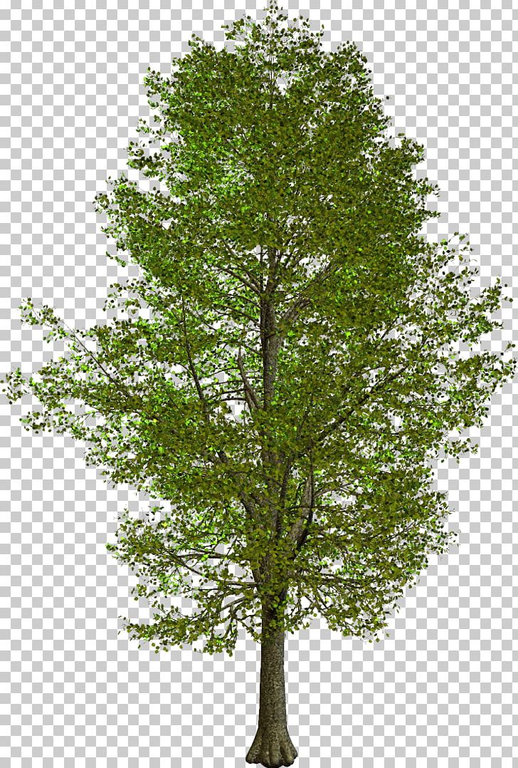 Tree Oak Trunk Branch American Sycamore PNG, Clipart, Ameri, Branch, Cinema 4d, Deciduous, Evergreen Free PNG Download