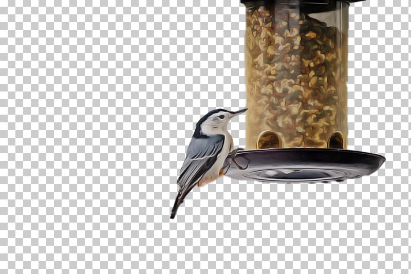 Birds Bird Food Bird Feeder Science Biology PNG, Clipart, Biology, Bird Feeder, Bird Food, Birds, Science Free PNG Download