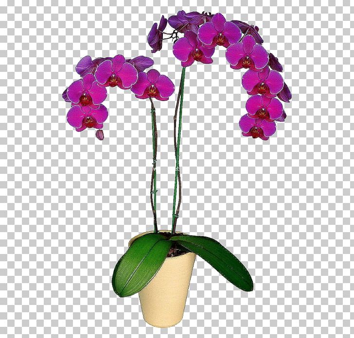 Moth Orchids Flower Houseplant Dendrobium PNG, Clipart, Blossom, Boat Orchid, Cattleya, Color, Cut Flowers Free PNG Download
