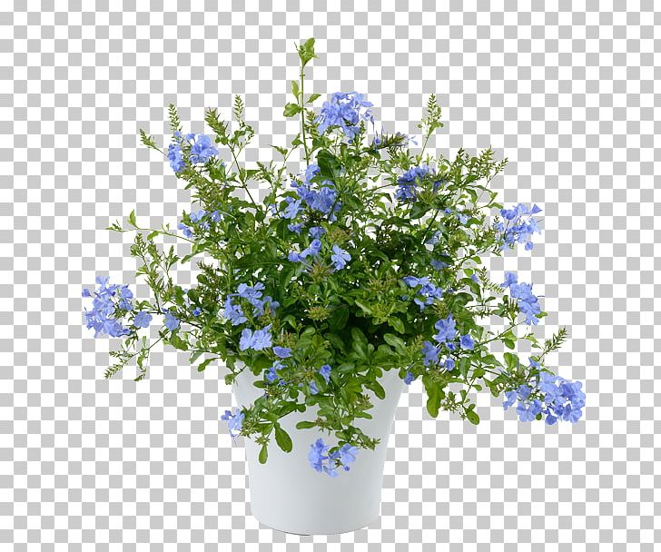 Plumbago Auriculata Scorpion Grasses Annual Plant Perennial Plant Flower PNG, Clipart, Agriculture, Annual Plant, Blue, Borage Family, Color Free PNG Download