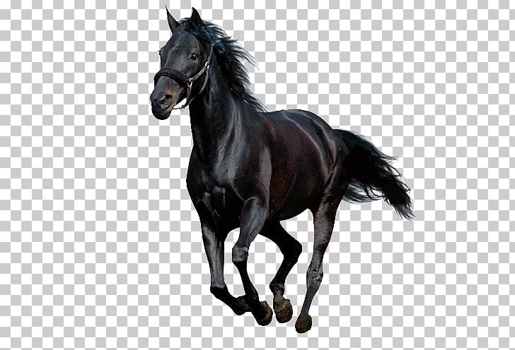 Running Horse PNG, Clipart, Animal, Black, Horse, Horse Clipart, Horse  Clipart Free PNG Download