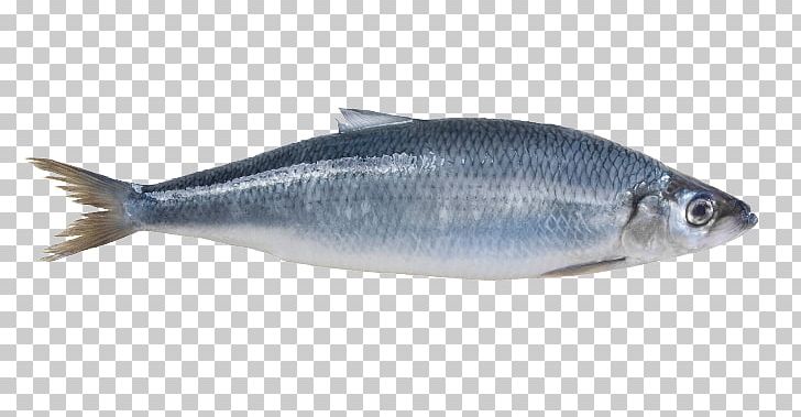 Sardine Norway Atlantic Herring Mackerel PNG, Clipart, Animals, Animal Source Foods, Atlantic Herring, Bonito, Bony Fish Free PNG Download