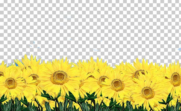 Vase With Twelve Sunflowers Common Sunflower Display Resolution PNG, Clipart, Computer Monitor, Computer Wallpaper, Daisy Family, Desktop Computer, Field Free PNG Download