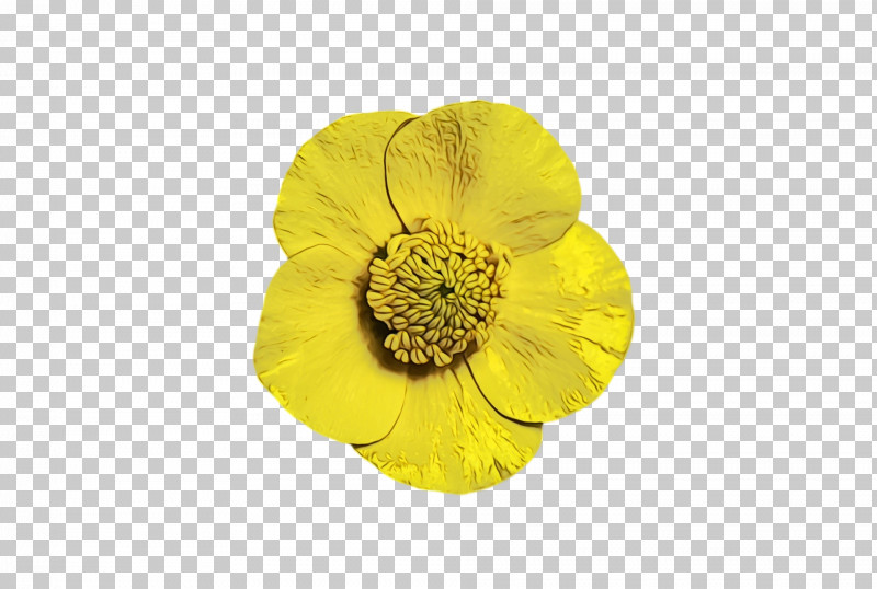 Petal Flower Yellow PNG, Clipart, Flower, Paint, Petal, Watercolor, Wet Ink Free PNG Download