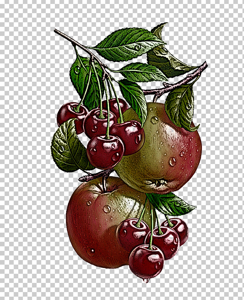 Fruit Plant Leaf Food Berry PNG, Clipart, Accessory Fruit, Berry, Branch, Currant, Flower Free PNG Download
