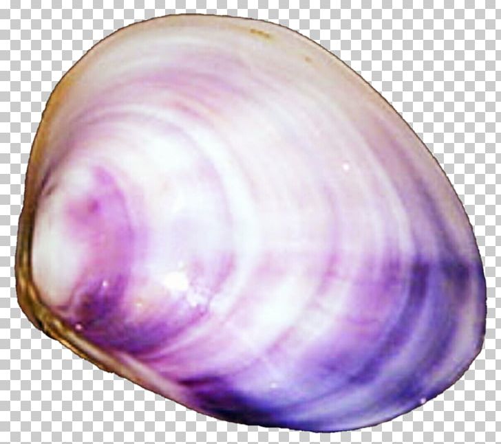 Baltic Macoma Cockle Veneroida Tellins Clam PNG, Clipart, Animals, Baltic Clam, Clam, Clams Oysters Mussels And Scallops, Cockle Free PNG Download