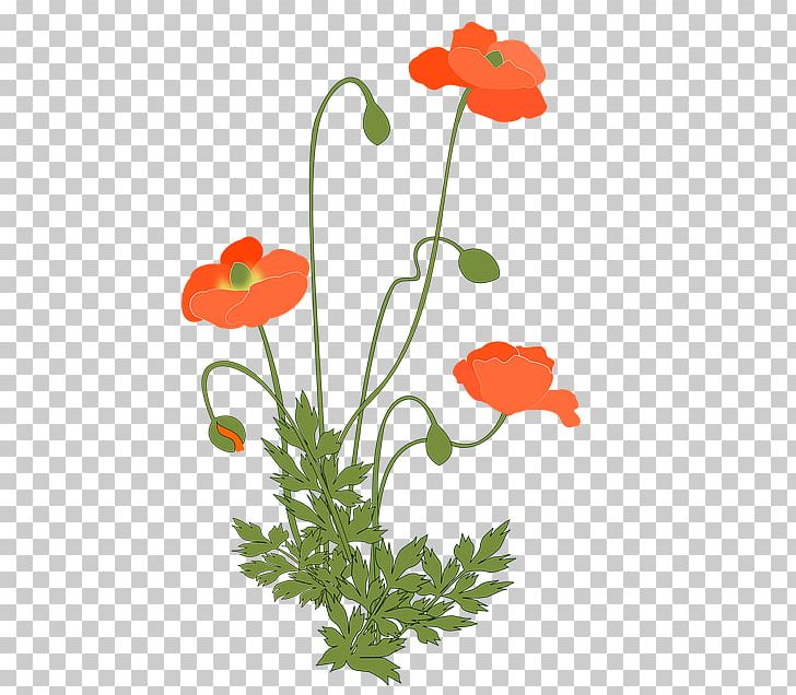 Common Poppy Opium Poppy Flowering Plant PNG, Clipart, Common Poppy, Coquelicot, Corn, Flora, Floral Design Free PNG Download