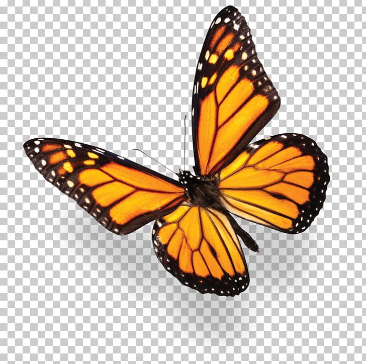 Monarch Butterfly Stock Photography Common Blue PNG, Clipart, Apatura Iris, Arthropod, Blue, Bluegreen, Brush Footed Butterfly Free PNG Download