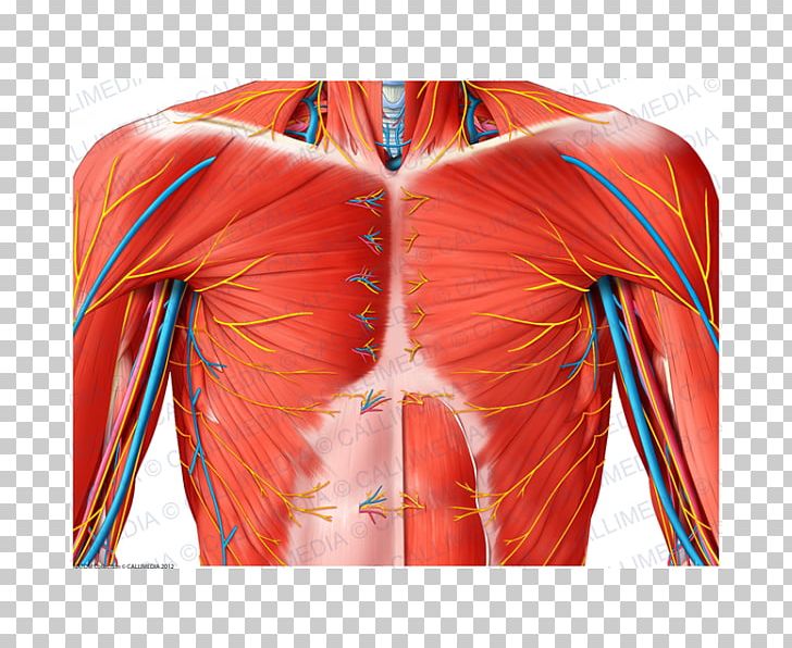 Shoulder Nerve Muscle Anatomy Blood Vessel PNG, Clipart, Abdomen, Anatomy, Blood Vessel, Chest, Circulatory System Free PNG Download