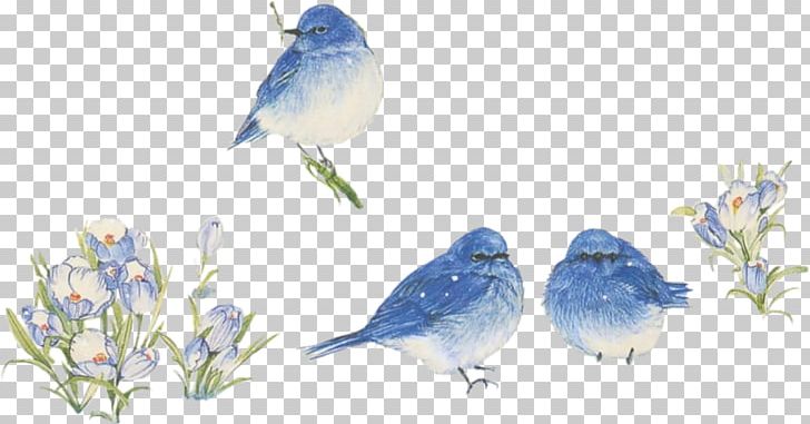 Finch Beak Feather Fauna Cut Flowers PNG, Clipart, Artwork, Beak, Bird, Bluebird, Branch Free PNG Download