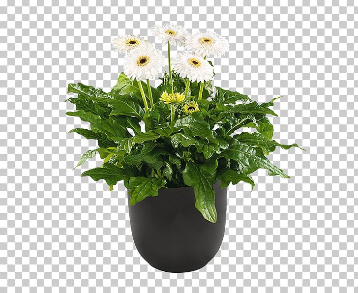 Flowerpot Ornamental Plant Seed Garden Cutting PNG, Clipart, Annual Plant, Begonia, Biennial Plant, Chrysanthemum, Cut Flowers Free PNG Download