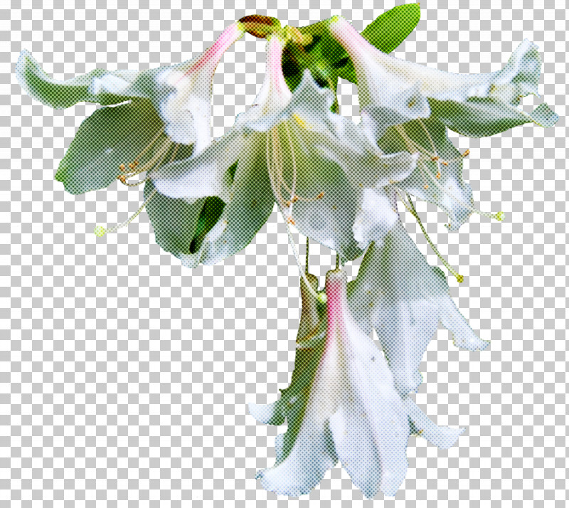 Flower White Plant Petal Cut Flowers PNG, Clipart, Angels Trumpets, Bouquet, Cut Flowers, Flower, Petal Free PNG Download
