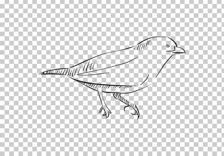 Bird Drawing Thrush PNG, Clipart, Animals, Art, Artwork, Beak, Bird Free PNG Download